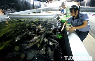 科技創(chuàng)新驅(qū)動海洋經(jīng)濟(jì) 濱海新區(qū)建成超大型工廠化內(nèi)循環(huán)海水養(yǎng)殖基地