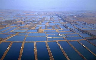 平和之光 從故鄉(xiāng)走出的“蝦王”教授與他的海水養(yǎng)殖技術(shù)革命