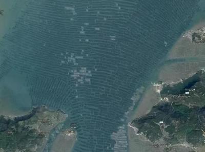 從稻田到海疆 袁隆平與海水養(yǎng)殖技術(shù)研發(fā)者的雙重饋贈