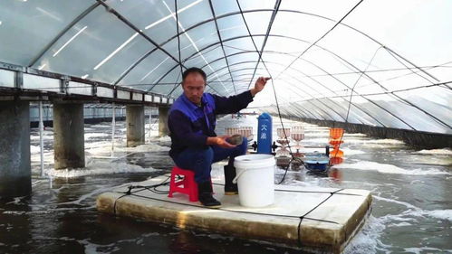 科技賦能，廣西養蝦產業“火”出圈 一年五造，畝產8000斤背后的技術革命